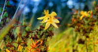 Bezirksausflug – Heilpflanzengarten Terra Medica DHU