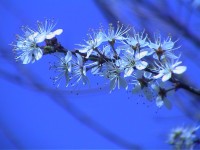 DDH-ZERTIFERZIERTE  AUSBILDUNG IN PHYTOTHERAPIE